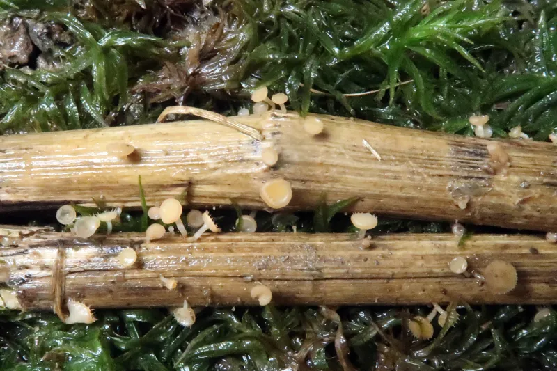 Cyathicula coronata 1 - Sustrato